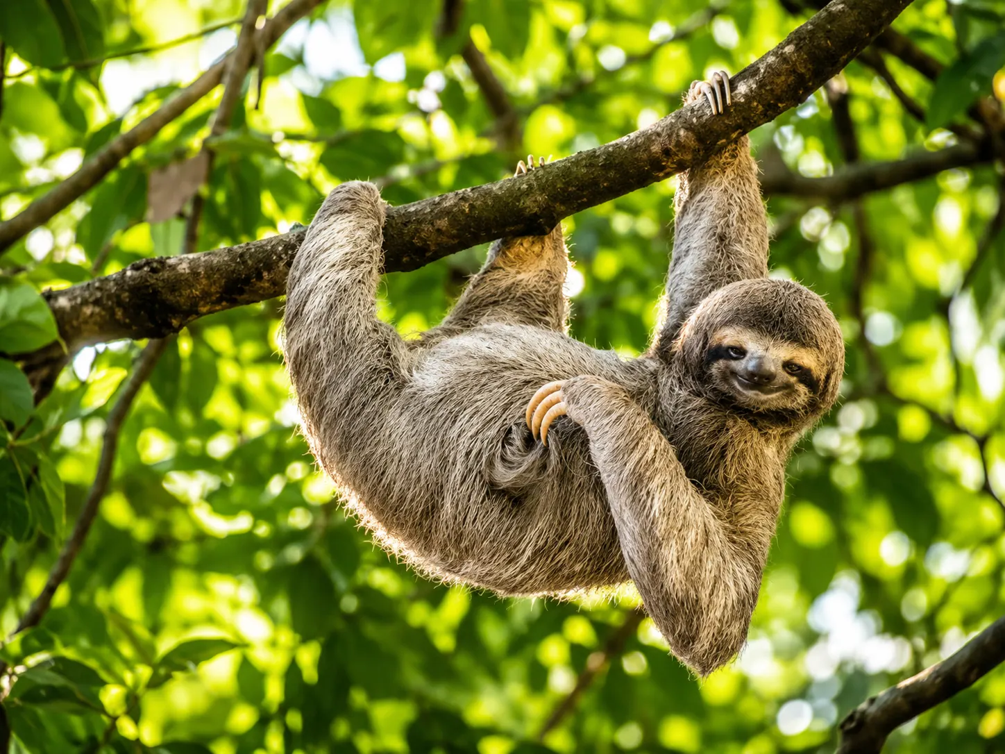 Sloth & Wildlife Immersion in La Fortuna