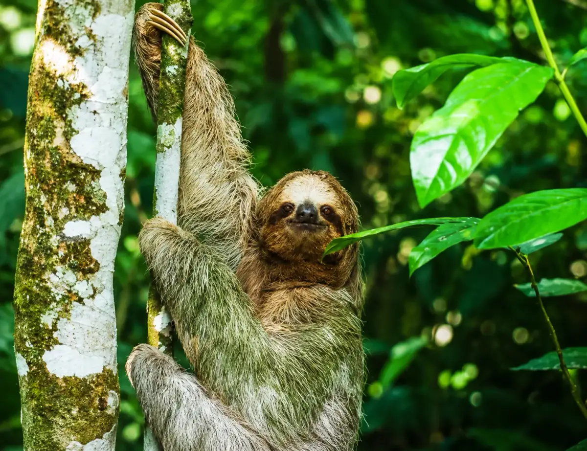 Sloth & Wildlife Immersion